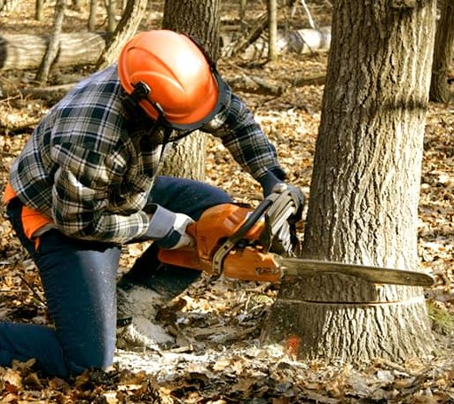 Tree Removal in Hookerton, NC